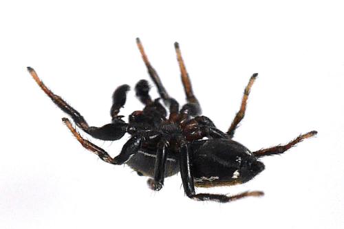 Heliophanus tribulosus
